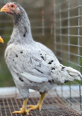 Blue Splash Bantam Cornish Hatching Eggs