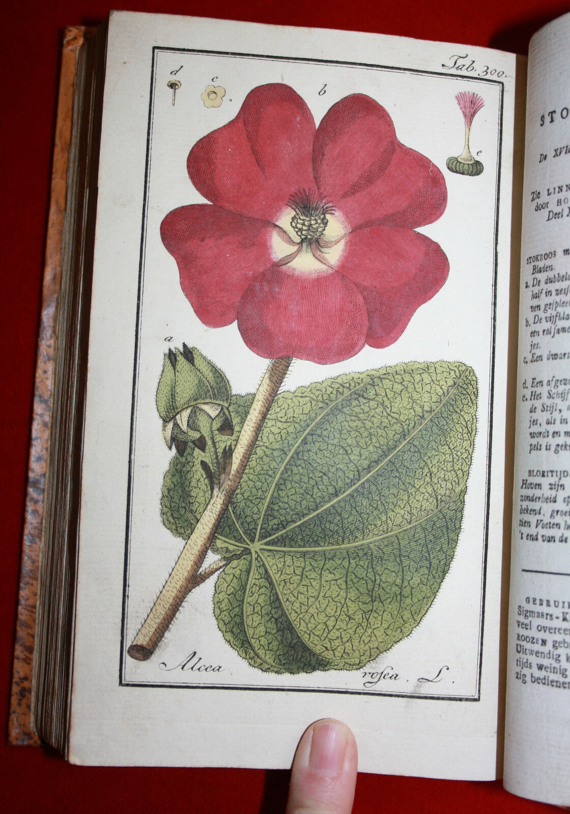 Zorn: Icones plantarum, 600 Kupfer, holländisch, Botanik, Arzneibuch. 1796-1800