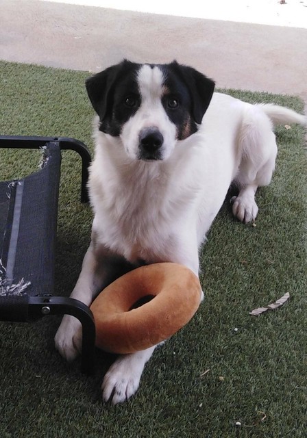 dogs and puppies gumtree