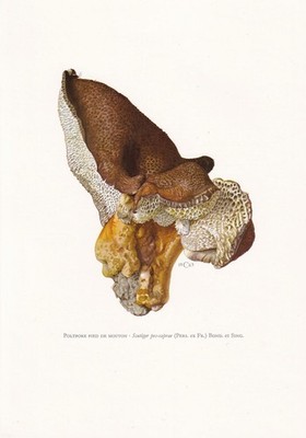 1960s SHEEPSFOOT POLYPORE MUSHROOM Print - Art Cottagecore - 7.5 x 10.6 Inches