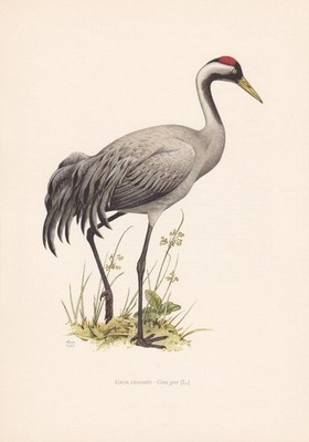 1960 COMMON CRANE Bird Print - Vintage Bird Wall Art Decor - 7.5 x 10.6 Inches
