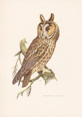 1960 LONG-EARED OWL Bird Print - Vintage Bird Wall Art Decor - 7.5 x 10.6 Inches