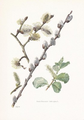 1960 GOAT WILLOW Print - Botanical Wall Art - Vintage Tree - 7.5 x 10.6 Inches