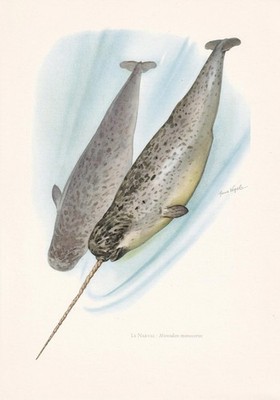 1960 NARWHAL Print - Vintage Animal Wall Art - Mammal Print - 7.5 x 10.6 Inches