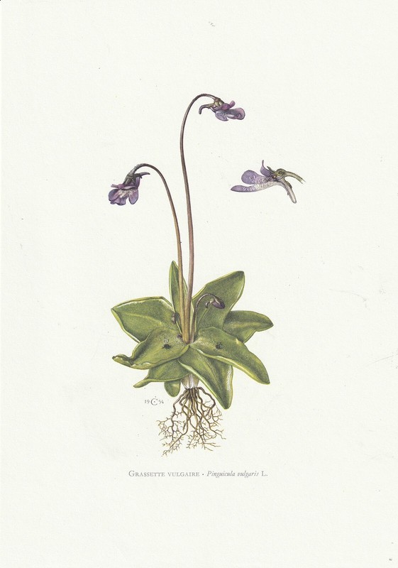 Planche 140 Histoire Naturelle Flore : Grassette Vulgaire