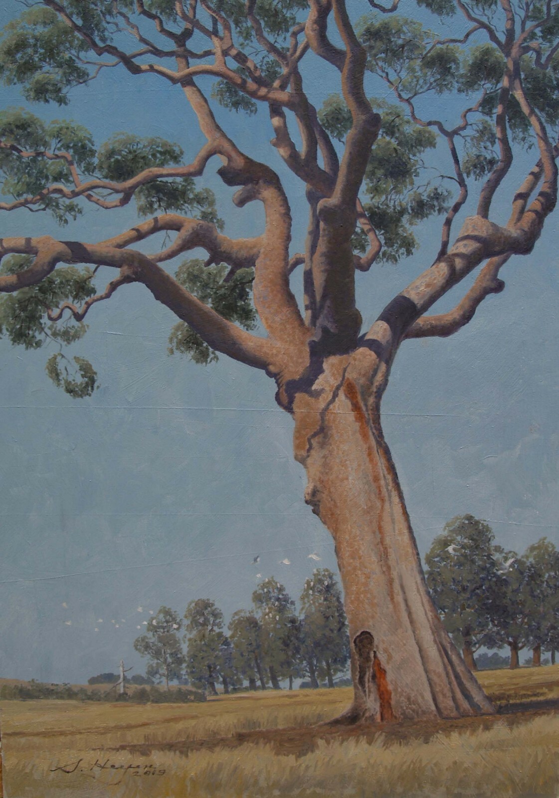 Large Angophora Gum Tree Original Australian Landscape Oil Painting