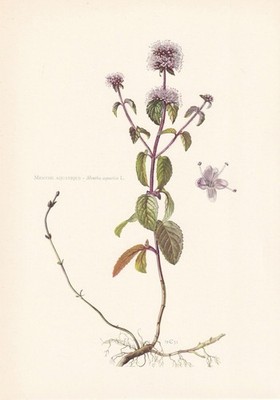 1960 WATER MINT Print - Botanical Wall Art - Vintage Plant - 7.5 x 10.6 Inches