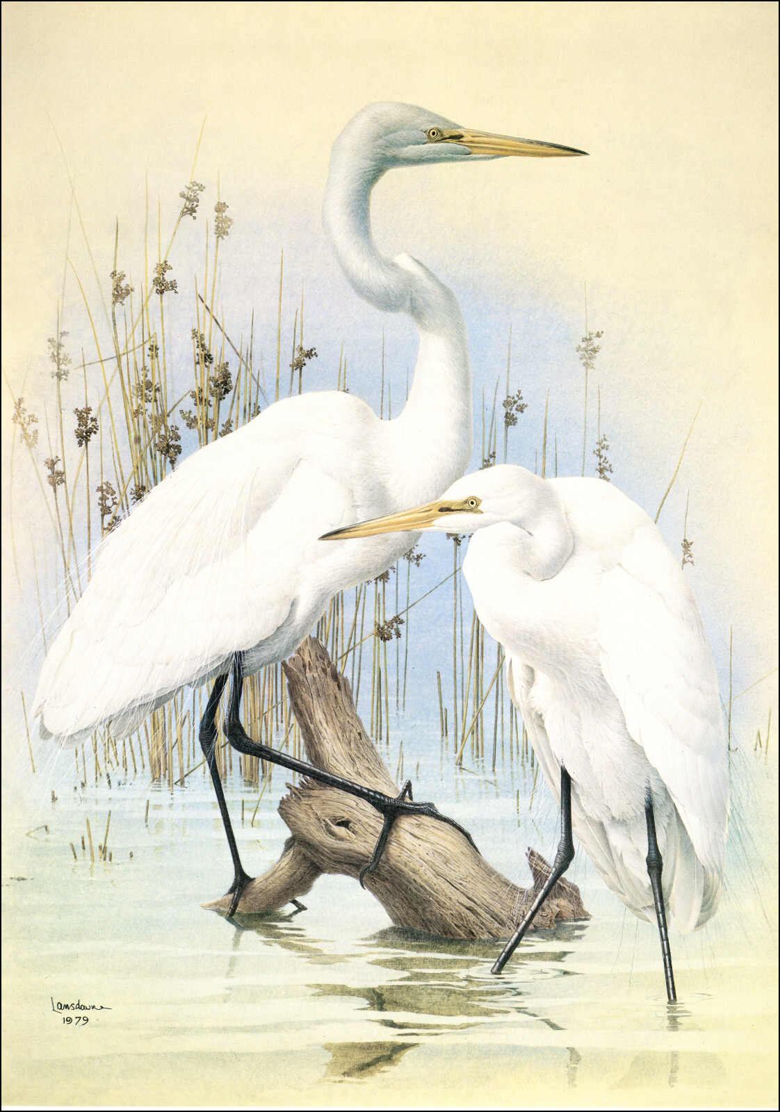 1980 Vintage Print Great Egret Heron Bird Birds Lansdowne | eBay