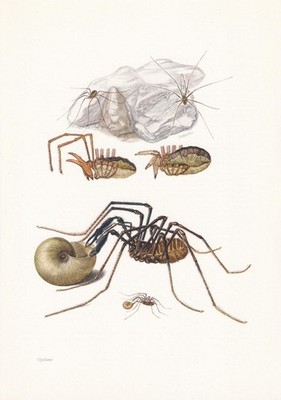 1960 HARVEST SPIDER Print - Vintage Insect Wall Art - 7.5 x 10.6 Inches