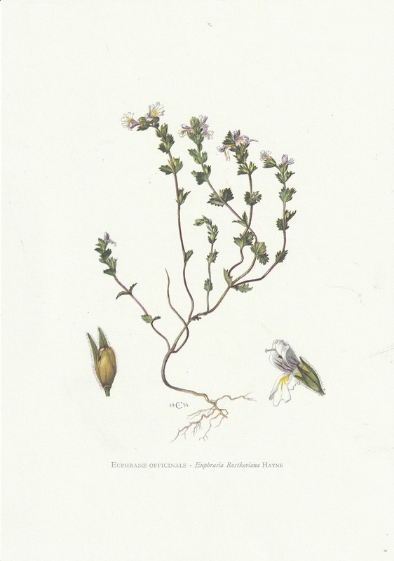 Planche 136 Histoire Naturelle Flore : Euphraise Officinale