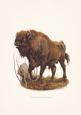 1960 EUROPEAN BISON Print - Vintage Animal Wall Art - Mammal - 7.5 x 10.6 Inches