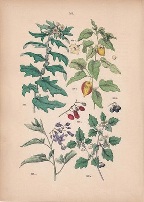 1884 Hand-Coloured NIGHTSHADE & BLADDER CHERRY Print - Wall Art - 8 x 11.25 Inch