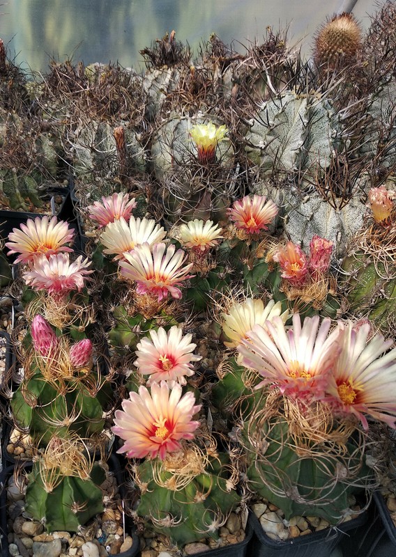 Astrophytum Capricorne X Japan-Thai. Hybriden Samenmix Mutterpflanze Capricorne