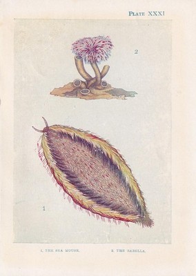 1907 SEA MOUSE & SABELLA Print - Antique - Sea Life Wall Art - 6.15 x 4.25 Inch