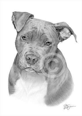 絵画 PITBULL  27x51cm 絵画 PITBULL 27x51cm 絵画 PITBULL 27x51cm Pitbull with