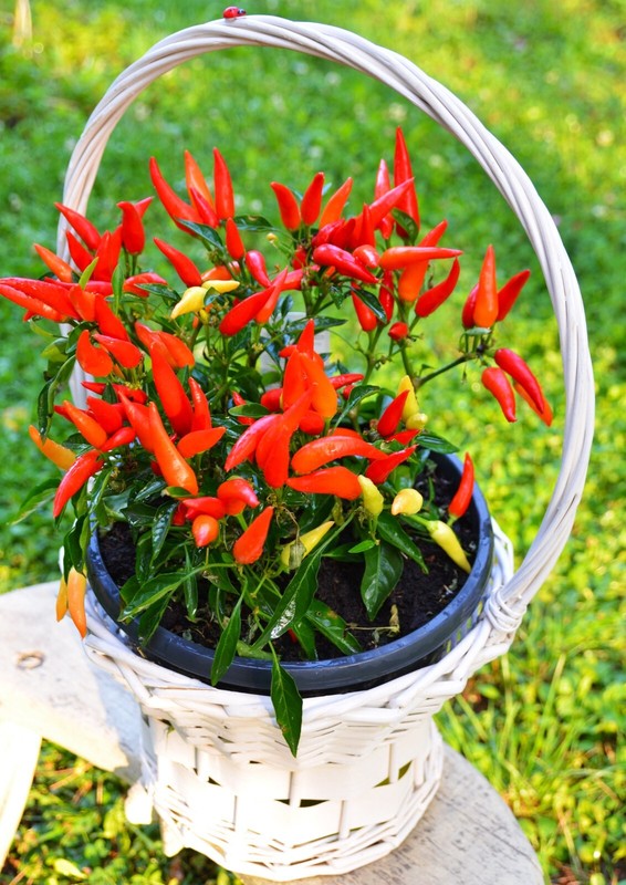 Paprika Mini Chili Sehr Scharf , Aus Eigenproduktion