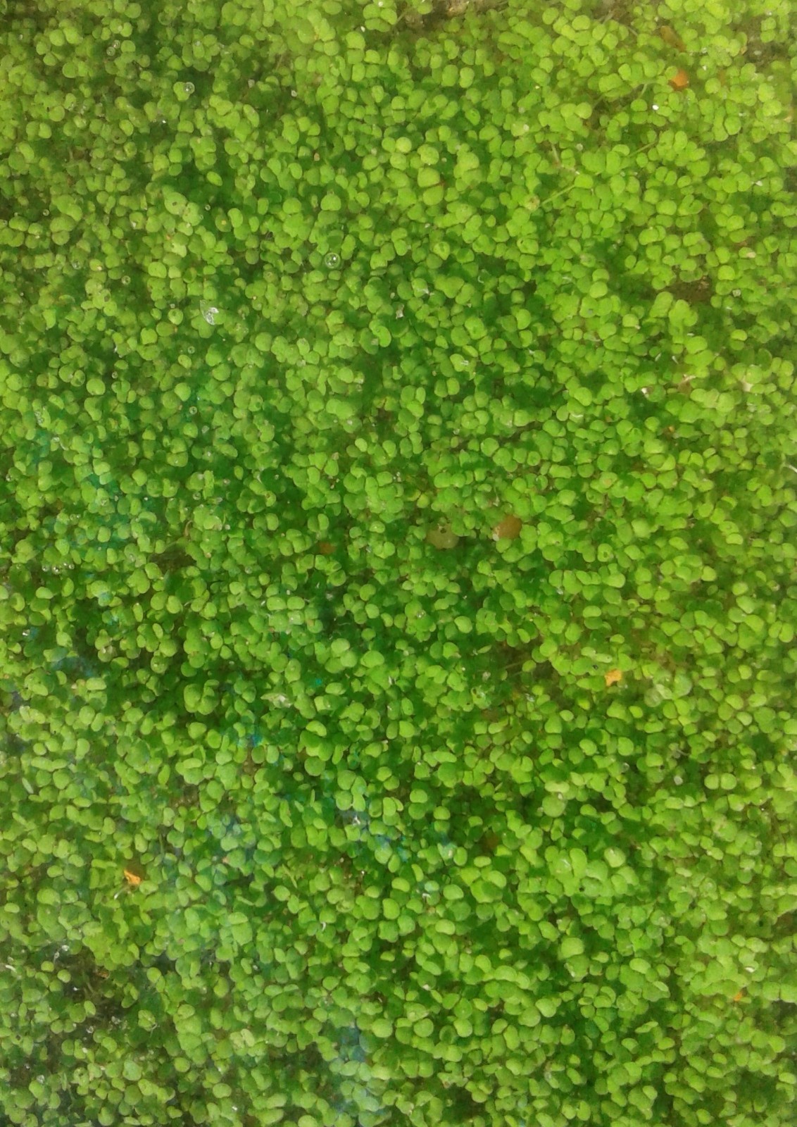 Live Plant Seeds Aquarium Fish Tank Aquatic Water Grass Decor Foreground Plant