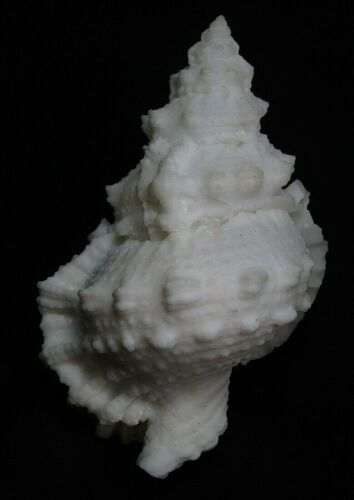 edspal shells - Tutufa oyamai  82.7mm F+++ albanistic color form sea shell
