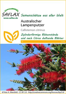 Saflax 12326 Australischer Lampenputzer (Australischer Lampenputzersamen)