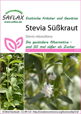 Saflax 17502 Süßkraut Stevia (Süßkrautsamen)