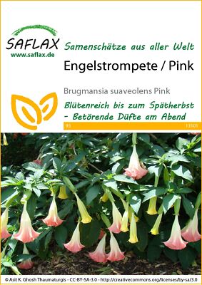 Saflax 13101 Engelstrompete / Pink (Engelstrompetensamen)