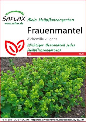 Exotische Samen - Frauenmantel von Saflax