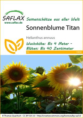 Saflax 13034 Sonnenblume Titan F1 (Sonnenblumensamen)