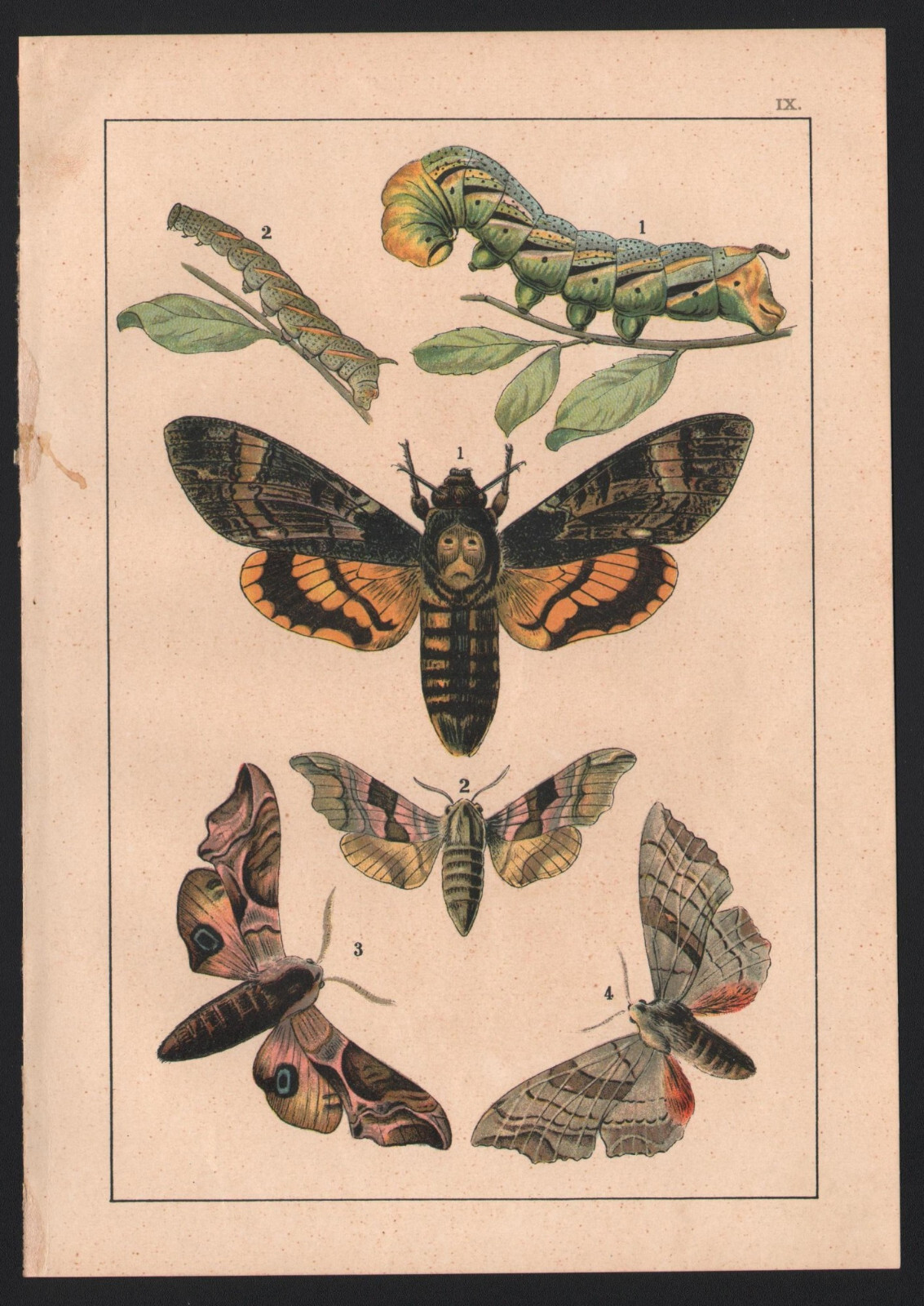 1912. INSECTS. BUTTERFLIES. 9. Antique lithography | eBay