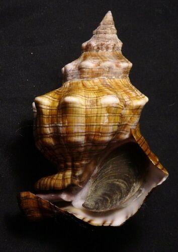 edspal shells - Pleuroploca trapezium  94.2mm F+++ freak amazing form shells