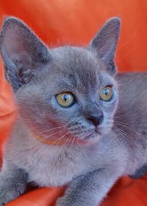 Blue Burmese Kitten | Cats & Kittens | Gumtree Australia ...