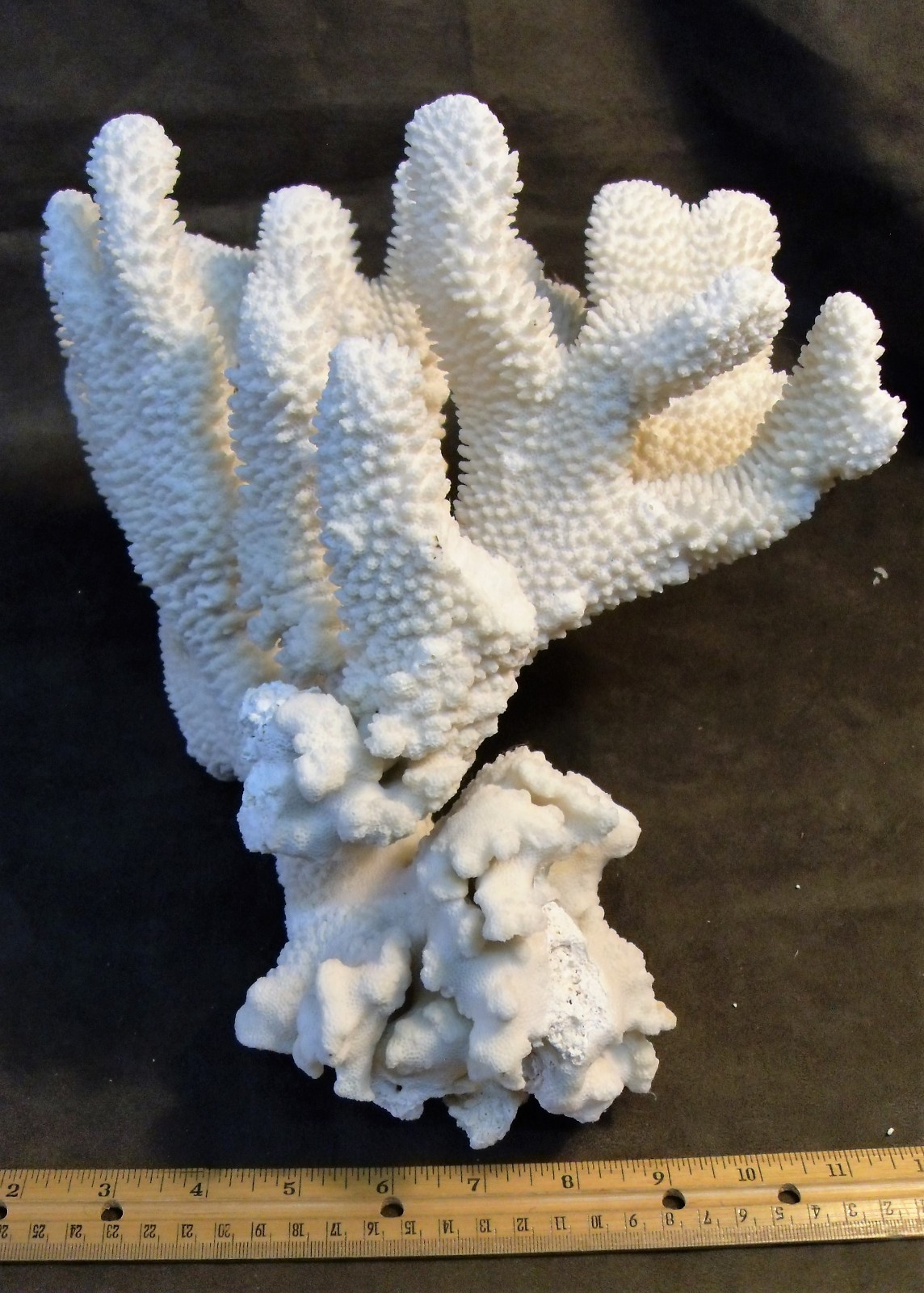 Huge Cat's Paw Coral Piece