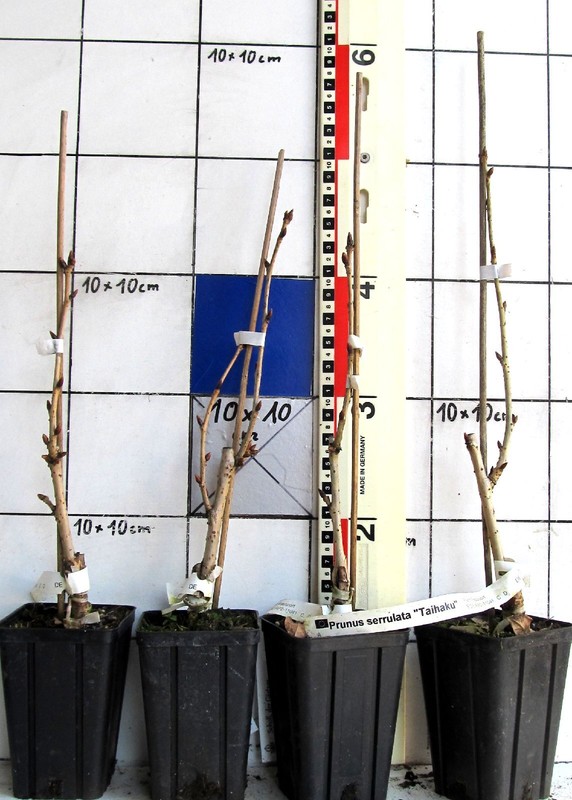 Japanische Zierkirsche  