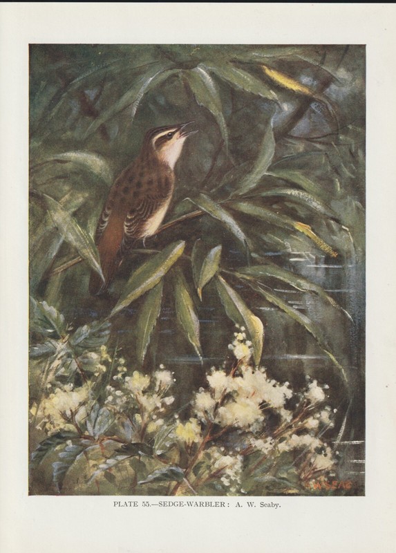 SchilfrohrsÃ¤Nger (Acrocephalus Schoenobaenus) Farbdruck Von 1930 Sedge Warbler