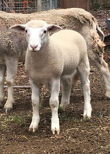 purebred lambs br weeks ewe each gympie