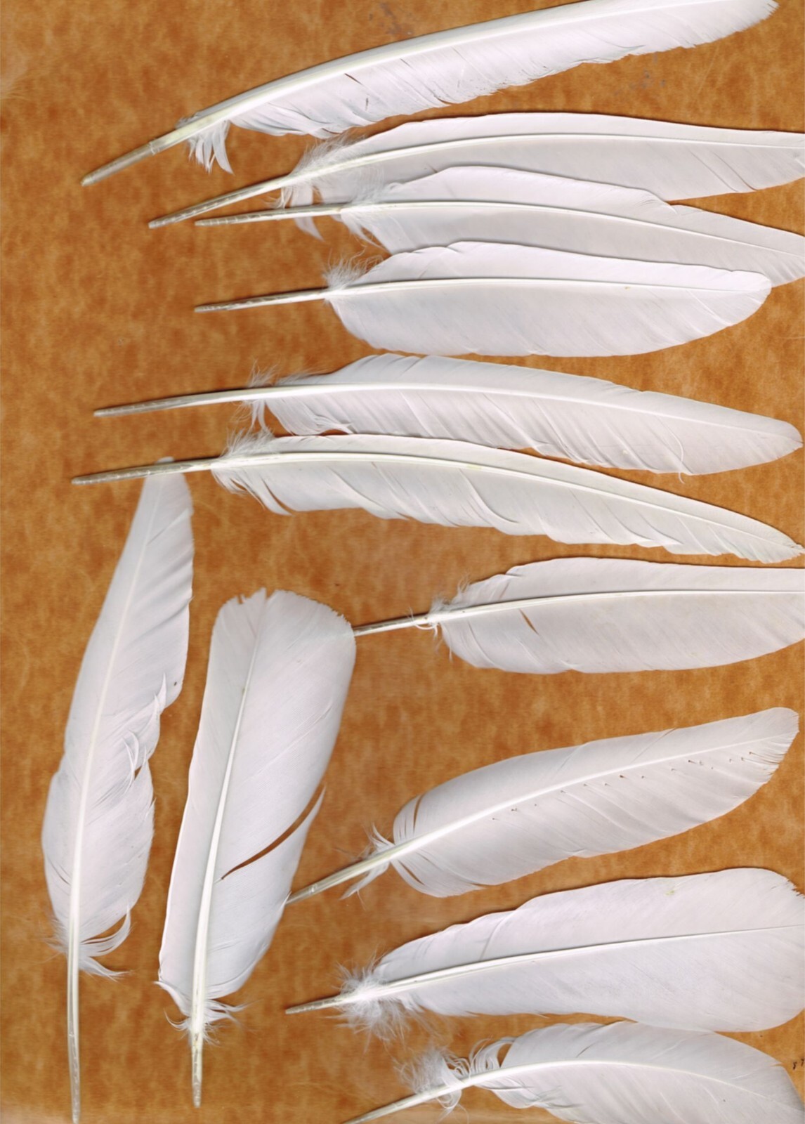 8月20日削除！ BIRDS OF A FEATHER 142 8月20日削除！ BIRDS OF A FEATHER 142 8月20日削除！ BIRDS