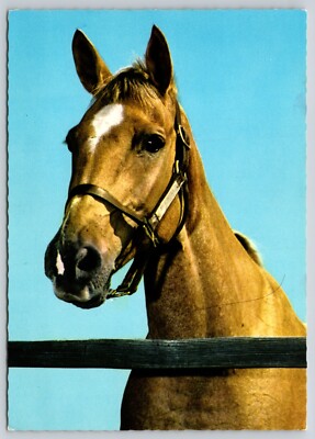 Postcard Tan Horse Head Equus caballus Equine