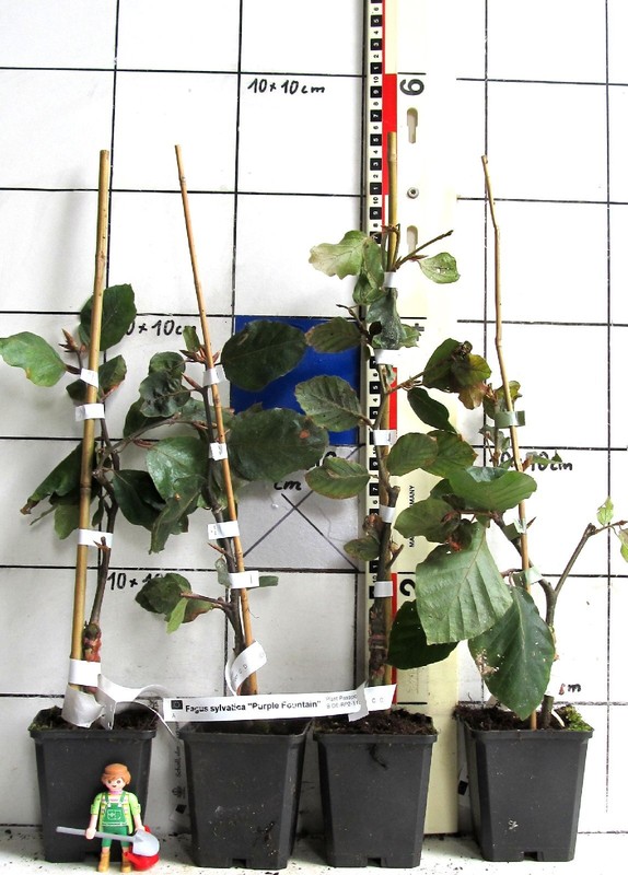 Schlank - Aufrechte - HÃ¤Ngeblutbuche 