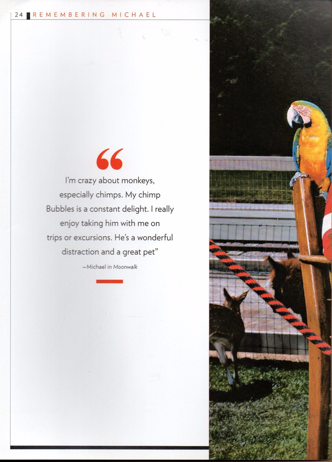 Michael Jackson 2 Page Picture Clipping Chimpanzees Chimps Llama Horse