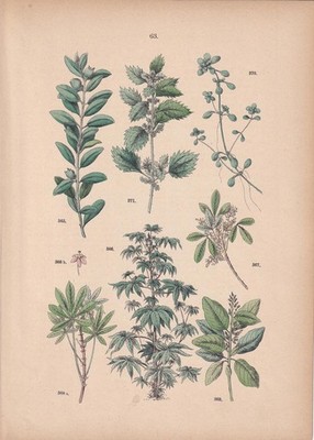 1884 Hand-Coloured NETTLE & HOP Plant Print -  Plant Wall Art - 8 x 11.25 Inches