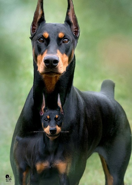 doberman rate