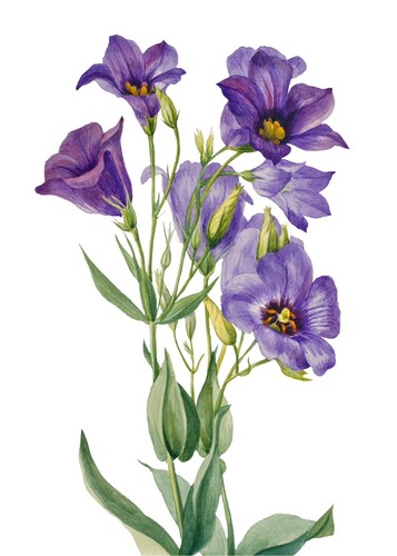 Vintage Botanical Flowers Illustration Antique Retro Wall Decor 5x7 Art Print