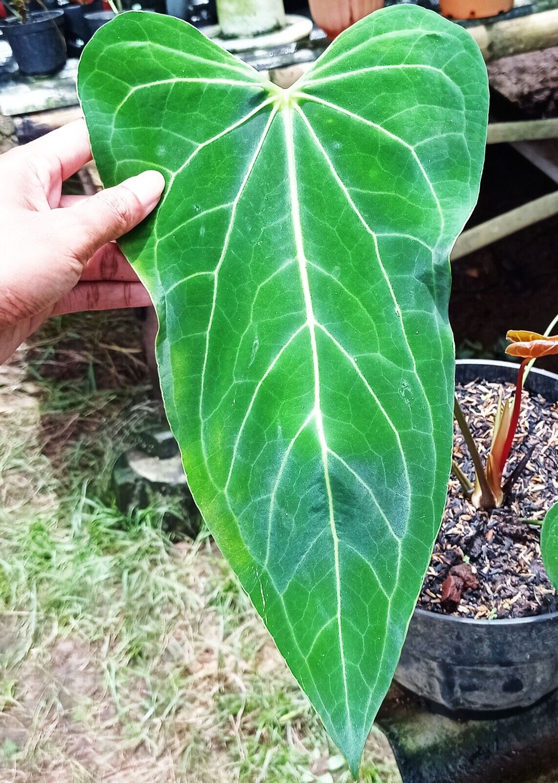 Anthurium Papillilaminum x Anthurium Magnificum ~ Hibrid Anthurium Papillilaminum x Anthurium Magnificum ~ Hibrid