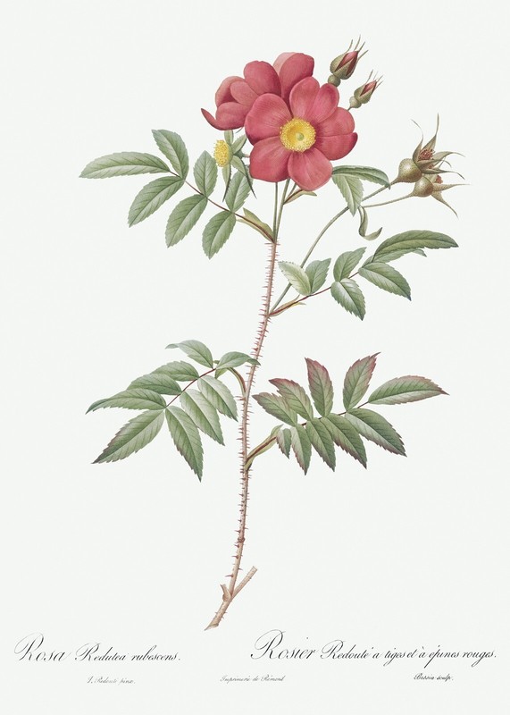 Red-Leaved Rose Les Roses by Pierre Joseph Redouté Print
