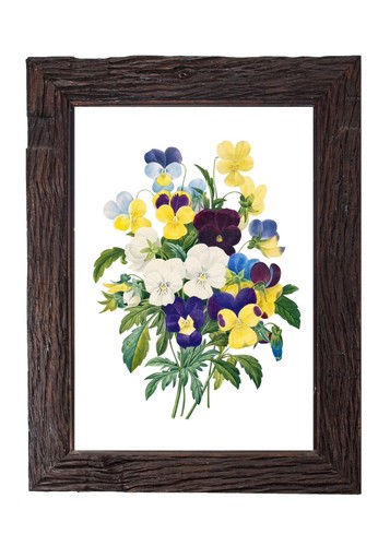 Vintage Pansy Flower Art Print Illustration French Painting 5x7 Pansies Wall Art