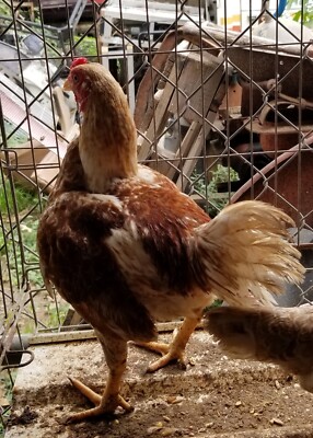cornish bantam hatching eggs chicken