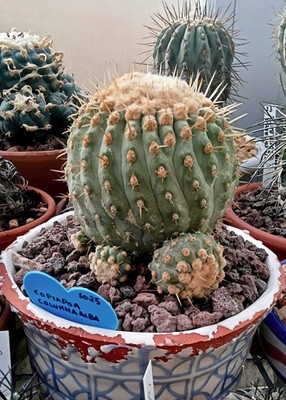 コピアポア・コルムナ・アルバ | 新鮮な種子 | Botanical Archive 6400