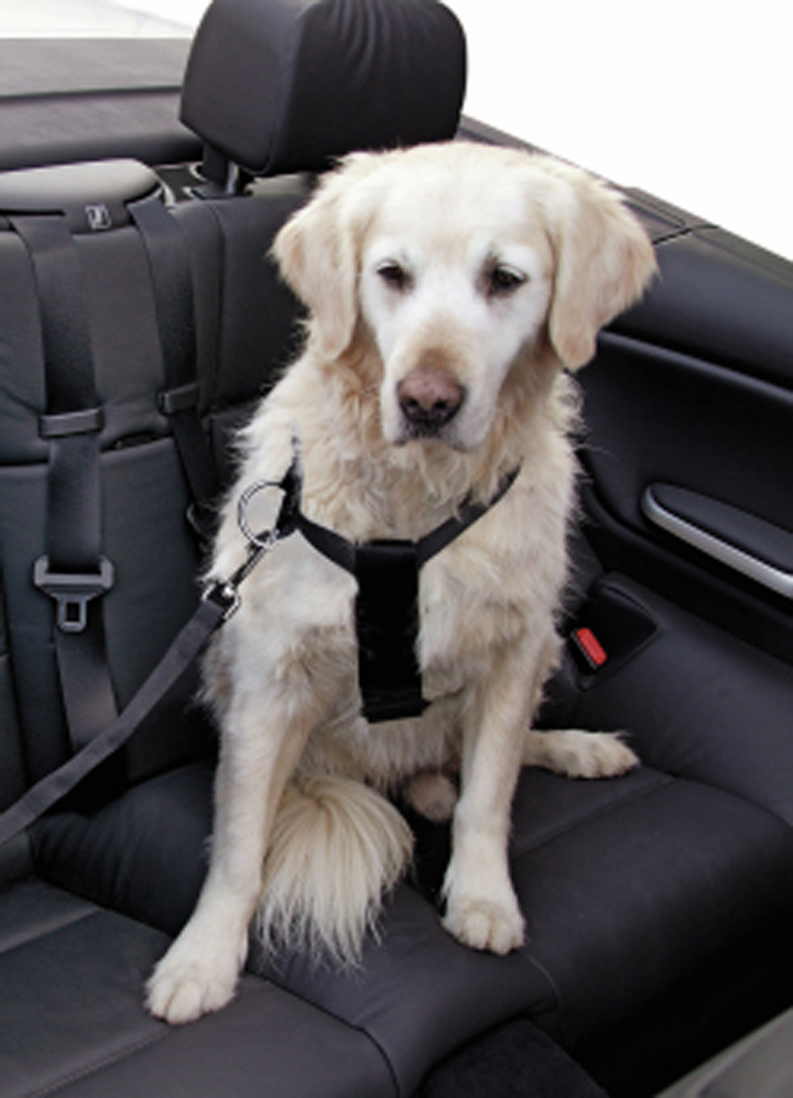 Hunde Auto Sicherheitsgeschirr Test Vergleich +++ Hunde Auto