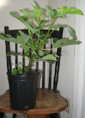 Live Plant Fracazano Bianco Fig Tree Gallon