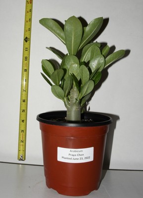 Adenium Hybrid arabicum PRAYA CHON Thai Soco