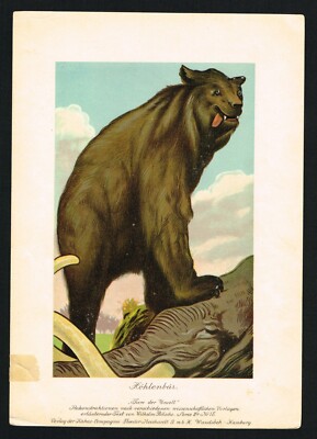 Cave Bear over Killed Mammoth, Prehistoric Extinct Animals, Antique Print 1900